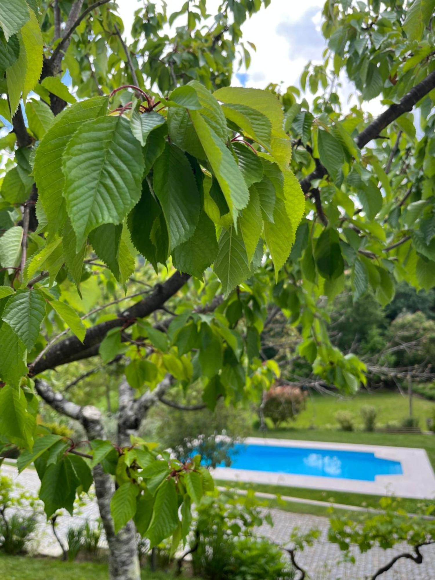Casa Da Ribeira Do Cirio Pensionat Seia Exteriör bild